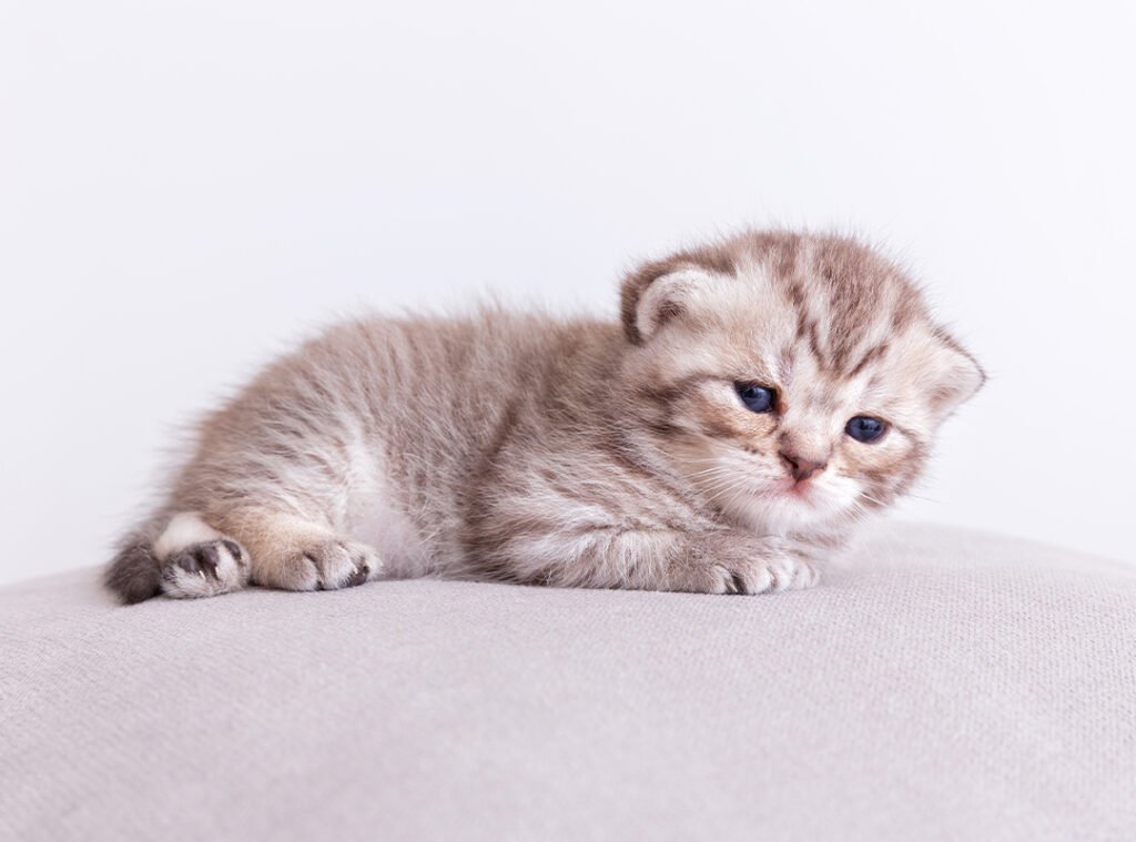 Rüyada kedi almak ne anlama gelir? İslami rüya tabirlerine göre sevgi, sorumluluk ve huzuru temsil eder.