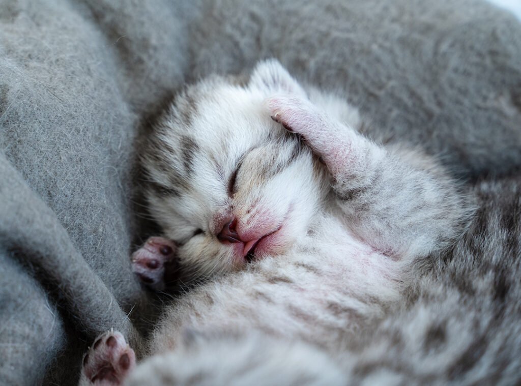 Rüyada kedi sevmek veya sevdiğini görmek, sevgi, şefkat ve içsel huzurun sembolüdür.