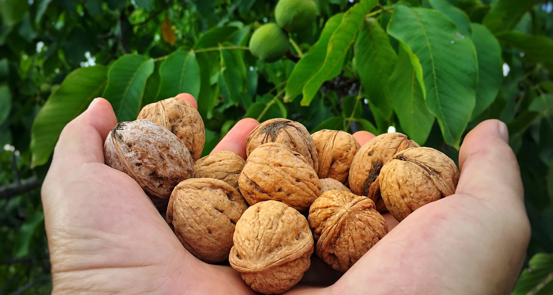 Rüyada yerden ceviz toplamak, zahmetle kazanılan helal malın ve gizli bir hazinenin sembolüdür.