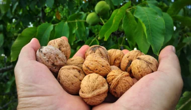 Rüyada yerden ceviz toplamak, zahmetle kazanılan helal malın ve gizli bir hazinenin sembolüdür.