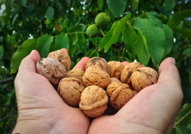 Rüyada yerden ceviz toplamak, zahmetle kazanılan helal malın ve gizli bir hazinenin sembolüdür.