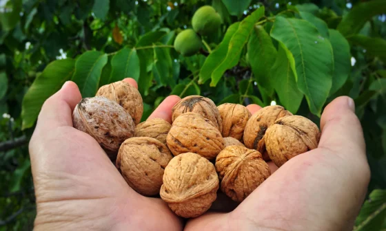 Rüyada yerden ceviz toplamak, zahmetle kazanılan helal malın ve gizli bir hazinenin sembolüdür.