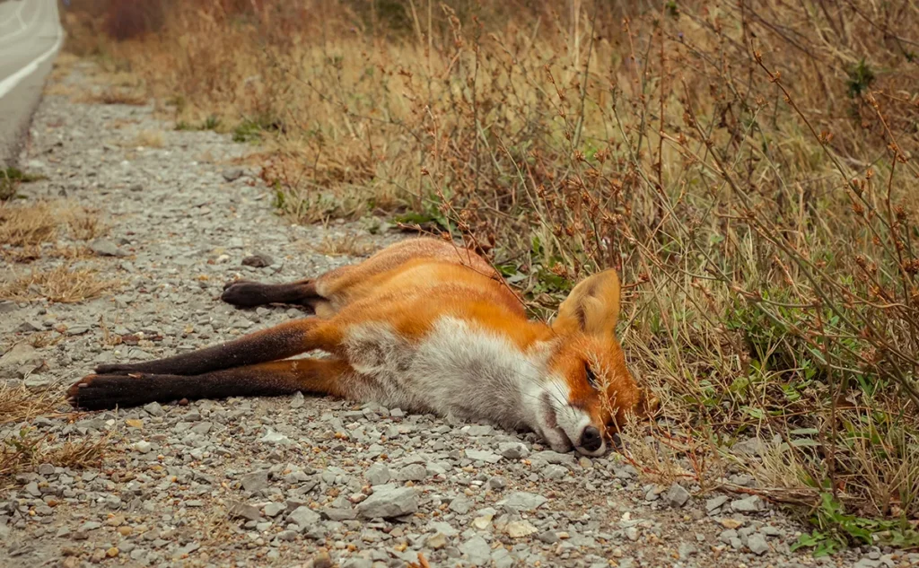 Rüyada ölü tilki görmek ve düşmandan zahmetsizce kurtulmak