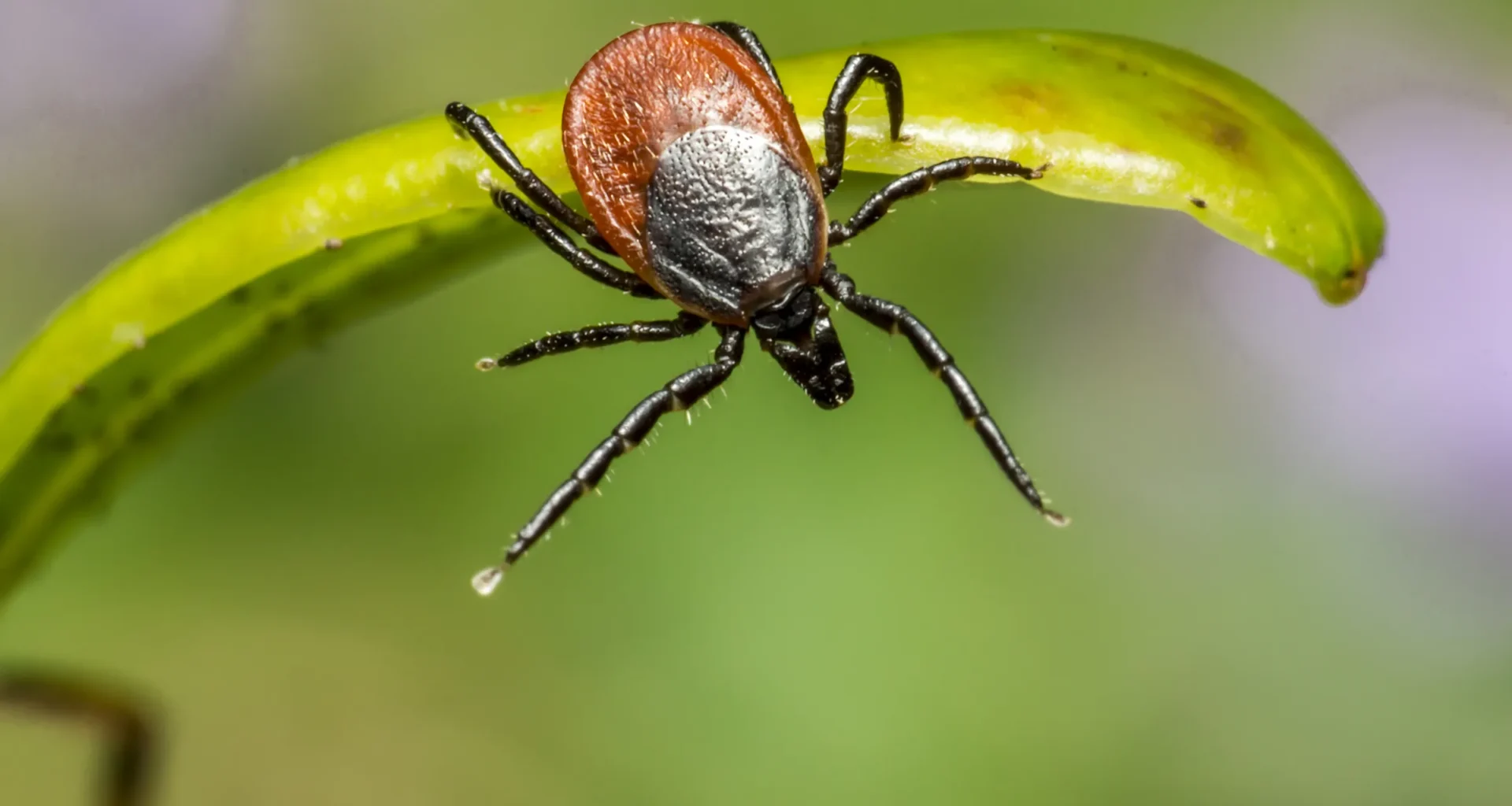 Rüyada pire görmek rüya tabiriyle ilgili temsili görsel
