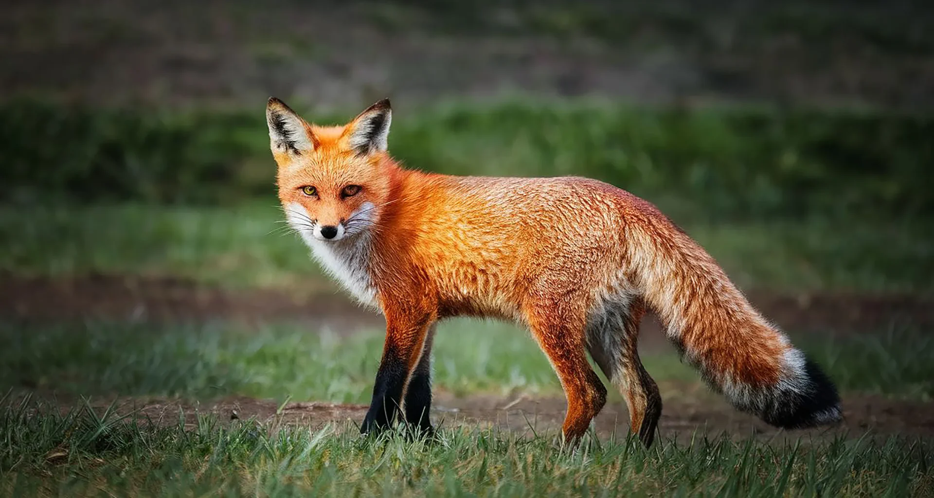 Rüyada tilki görmek İslami olarak nasıl tabir edilir?