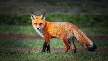 Rüyada tilki görmek İslami olarak nasıl tabir edilir?