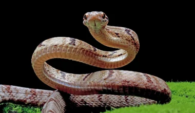 Rüyada Büyük Yılan Görmek Ne Anlama Gelir? Rüyada büyük yılan görmek ne anlama gelir?