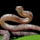 Rüyada büyük yılan görmek ne anlama gelir?